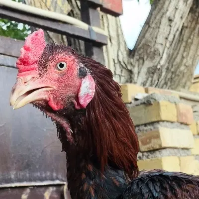 مغازه برای اجاره