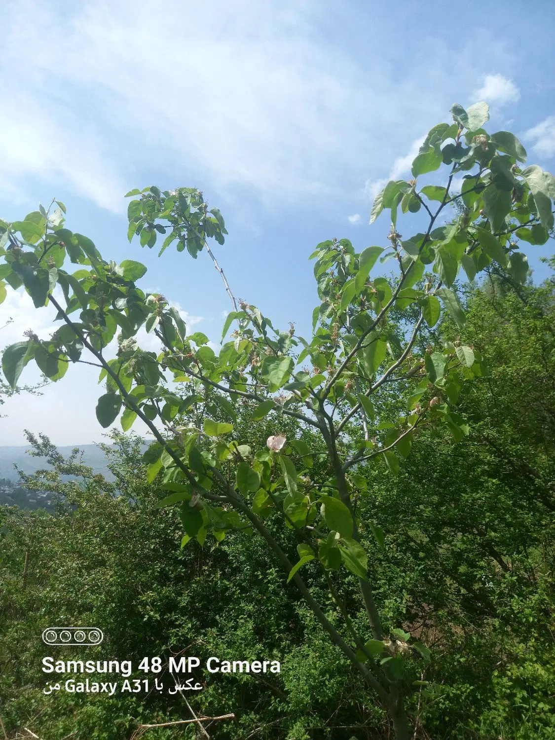 باغ فندوق وغیره میوه ها