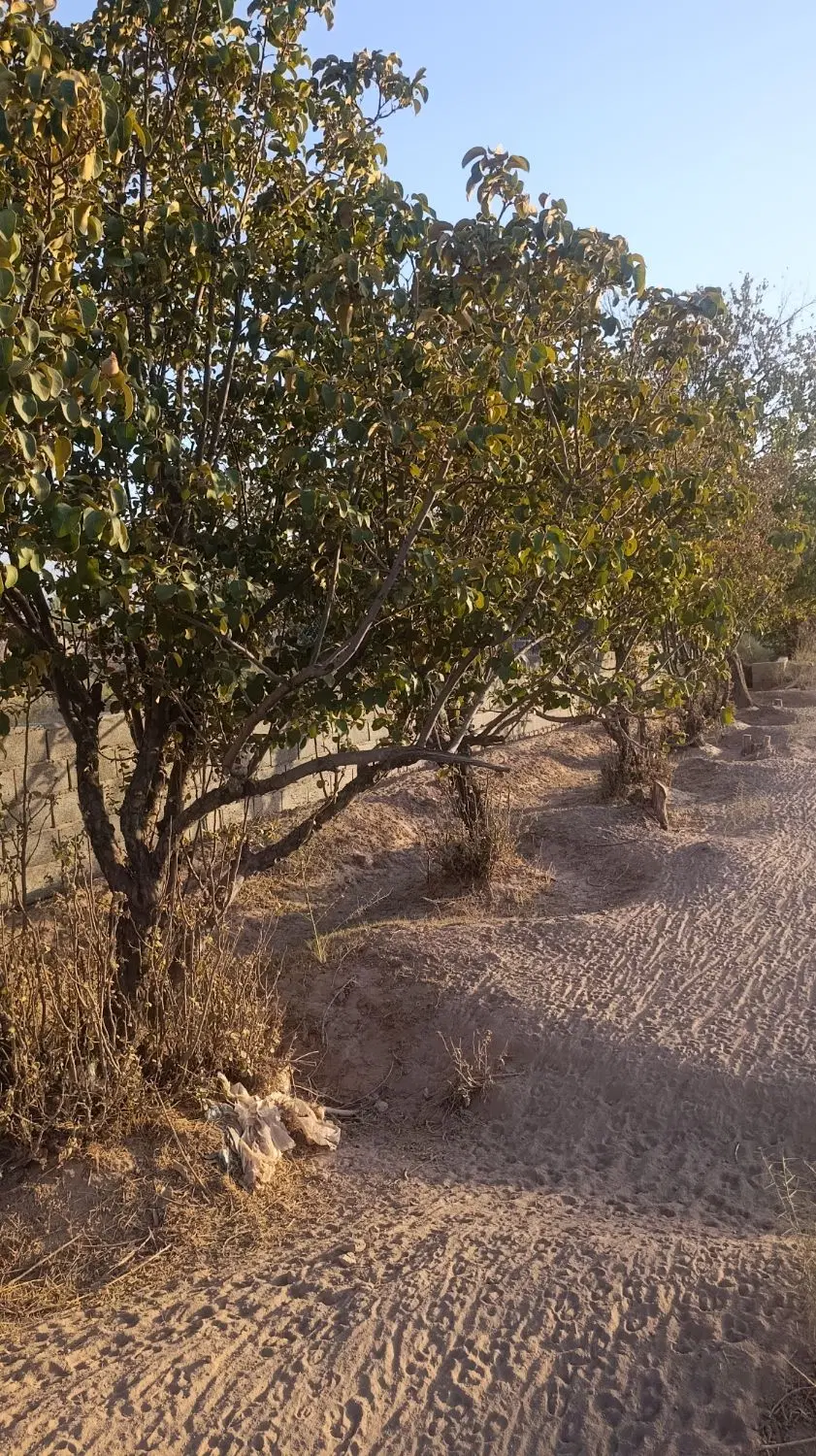 باغ کشاورزی