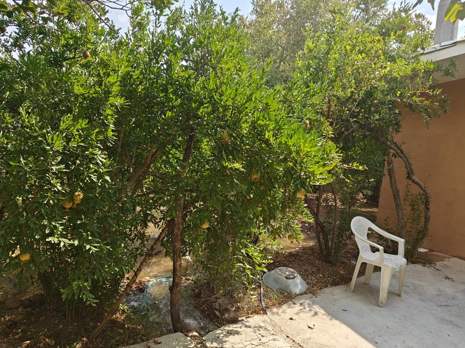 فروش باغچه باغ