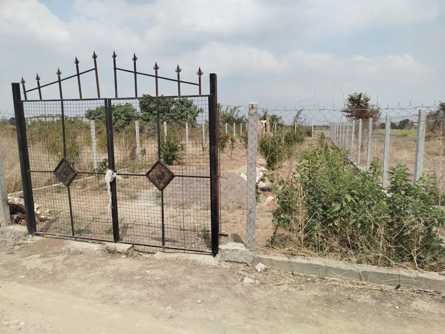 باغچه زیتون 400