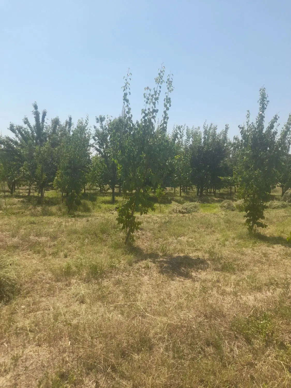 باغ میوه دراربطان