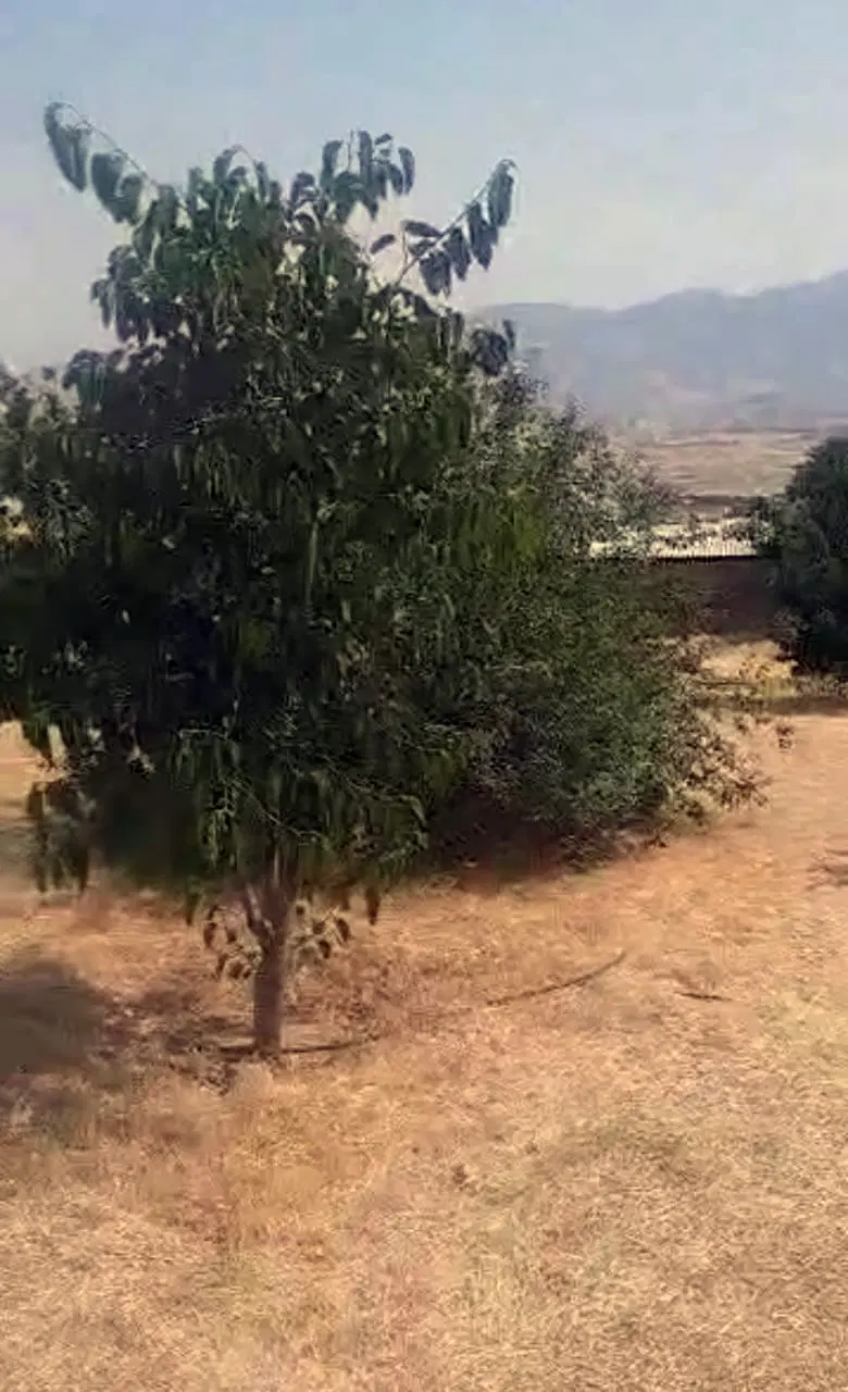 یک قطعه باغ در ایلام سرطاف