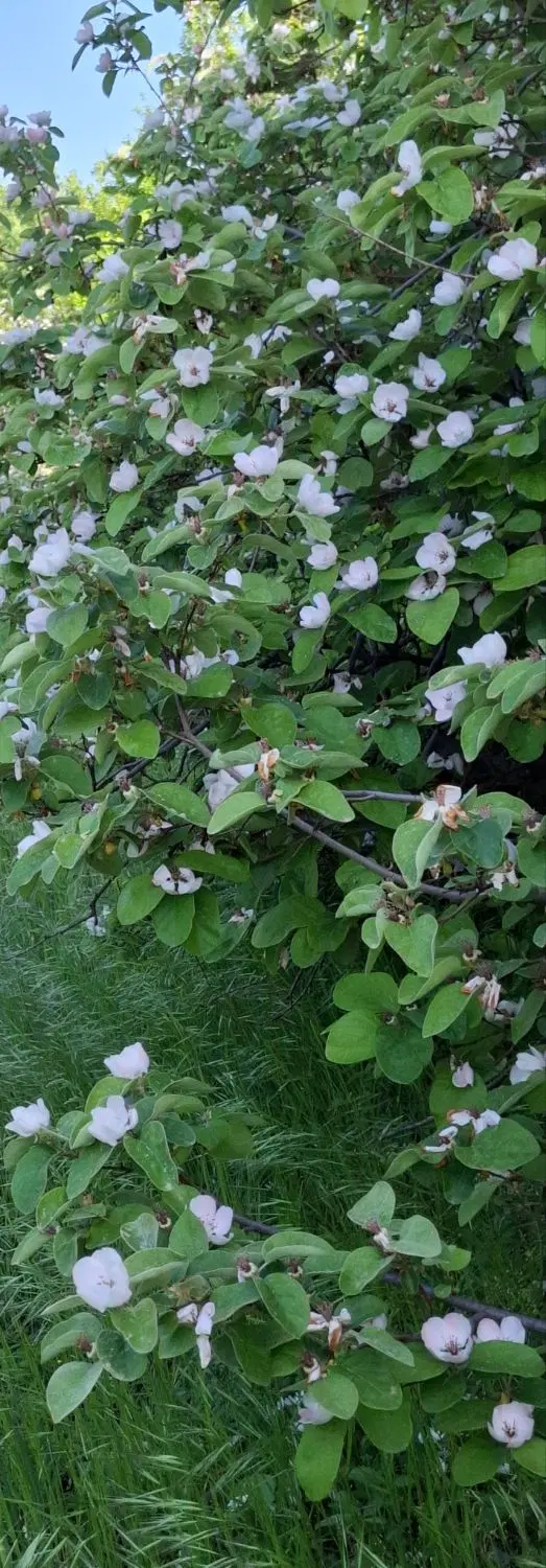 اجاره میوه به ( هیوا)