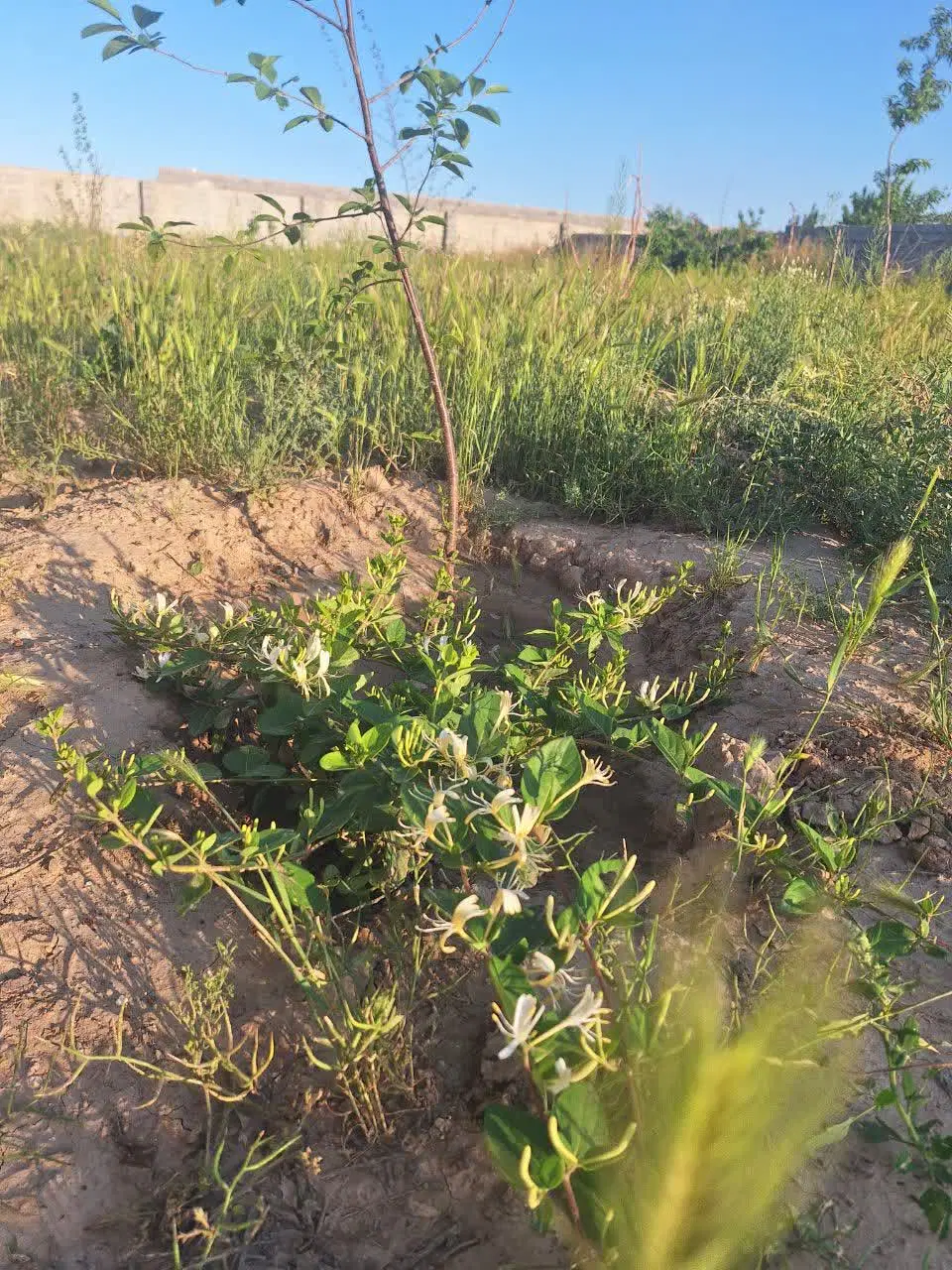 زمین بامتراژ ۵۰۰مترواقع درتوس۷۵ روستای پرکند