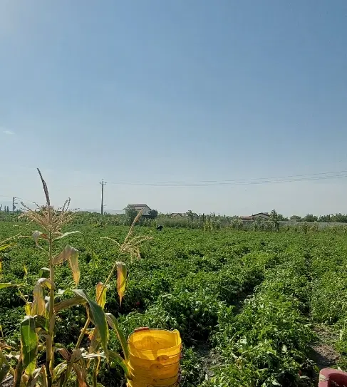 زمین کشاورزی اجاره ای