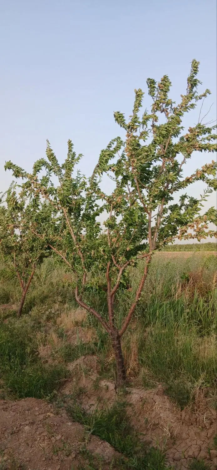 باغ بادام با آب موتور چاه