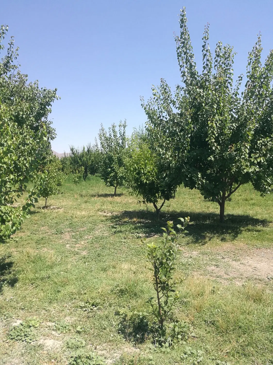 ویلا باغ جاده کلانتری