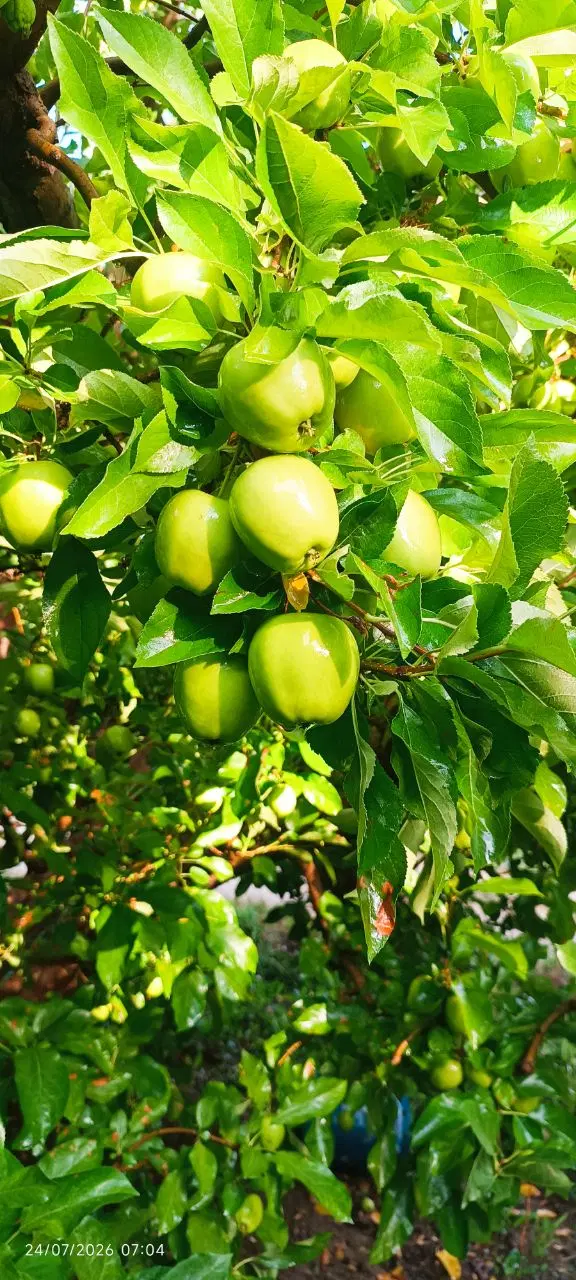 اجاره بهره باغ سیب