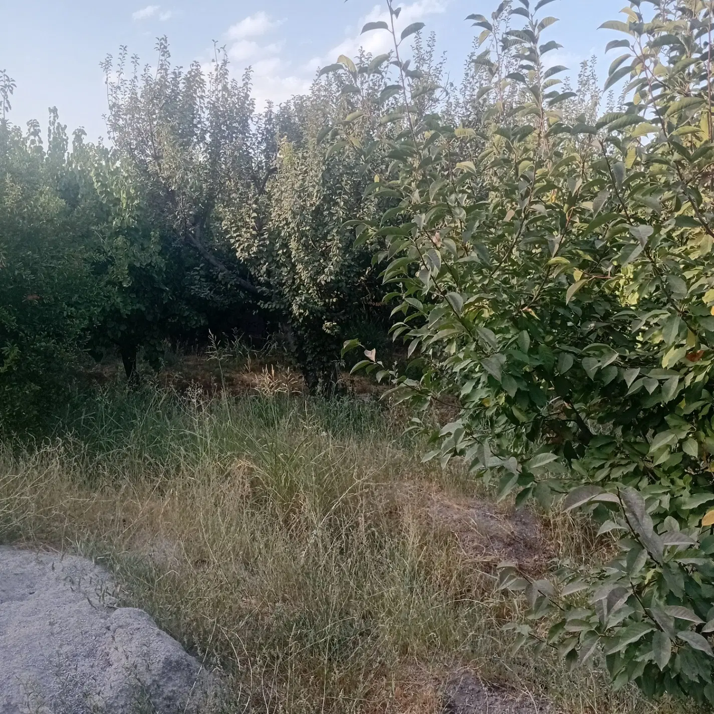 باغ۲۵۰۰متر شهریار