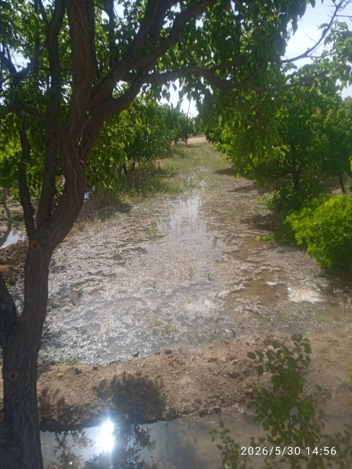 باغ واقع درلاج