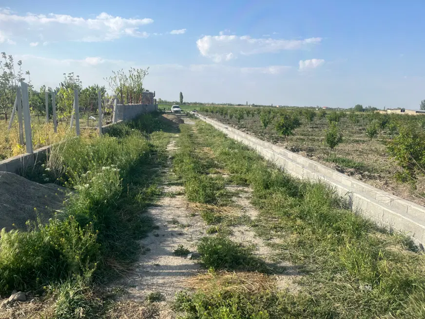 باغچه آلو ۵ساله در سعیدلو
