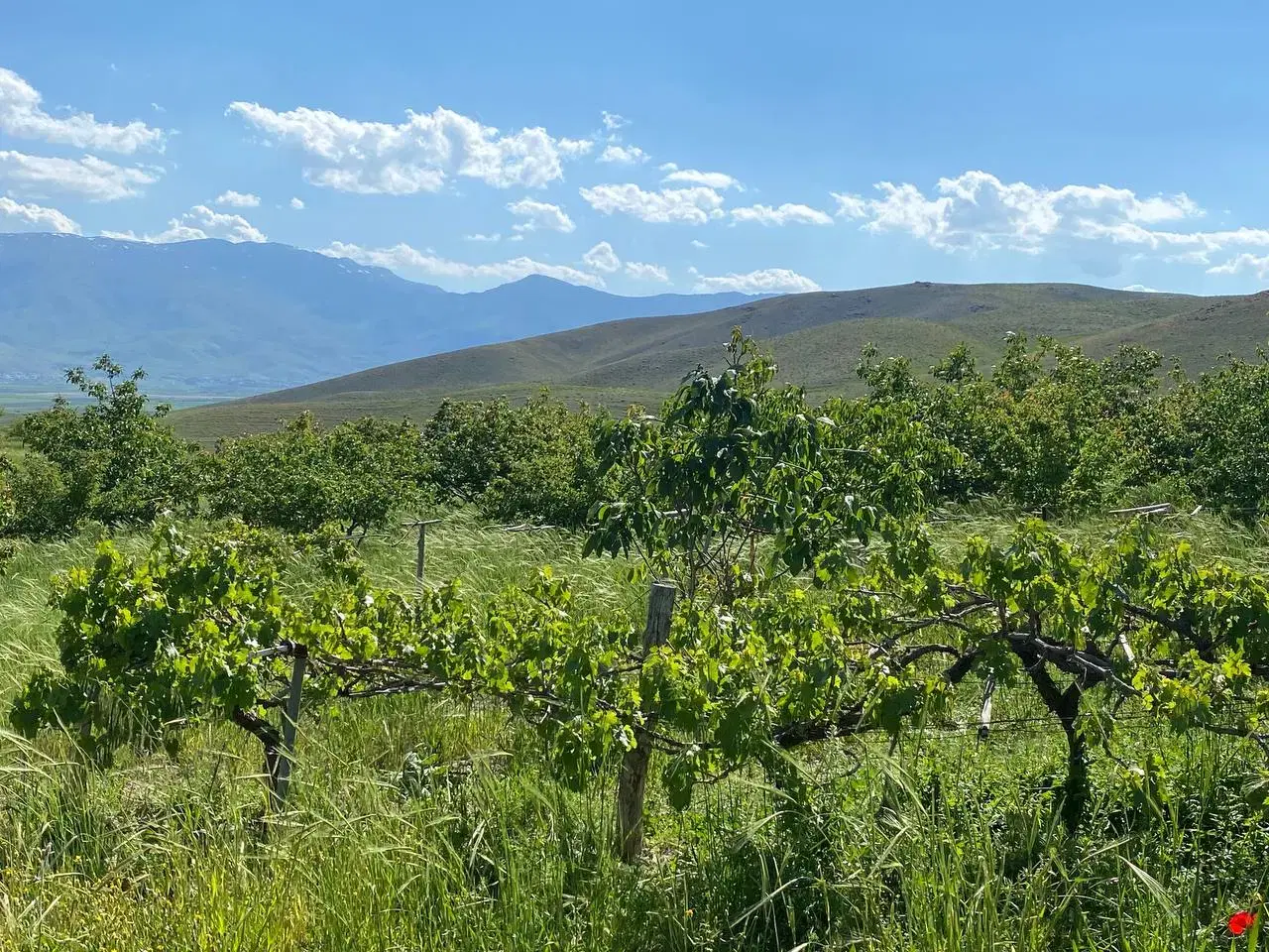 باغ(۲هزار متری و۶هزار متری) روستای بابامحمد