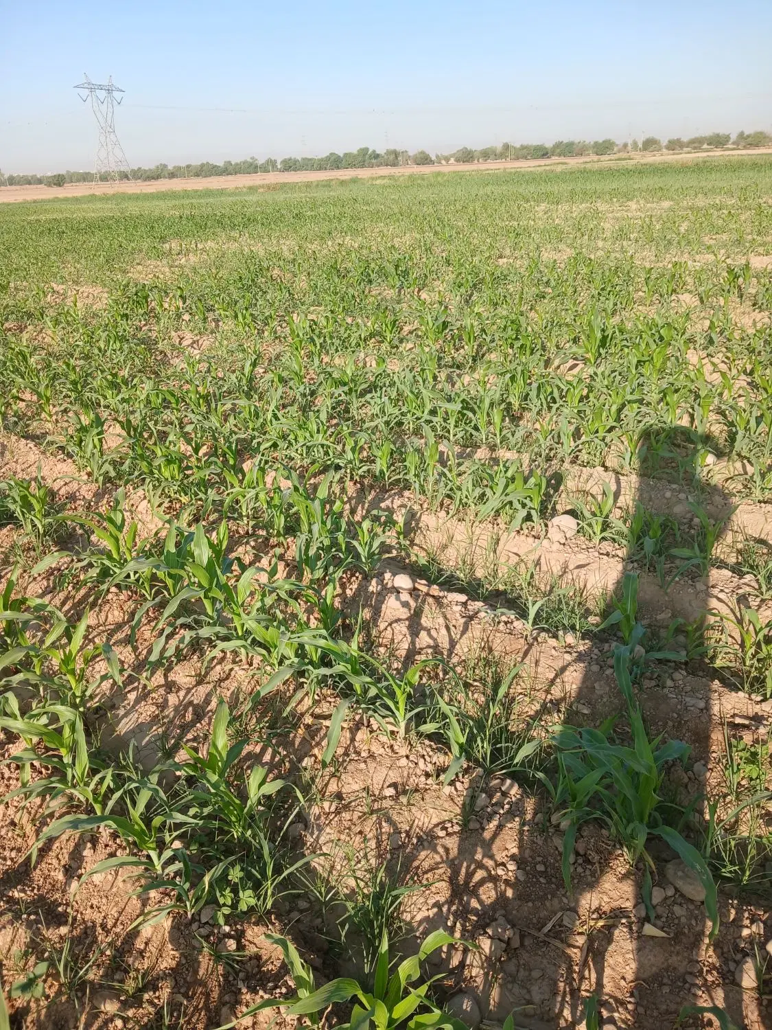 اجاره ۵هکتار نیم زمین کشاورزی