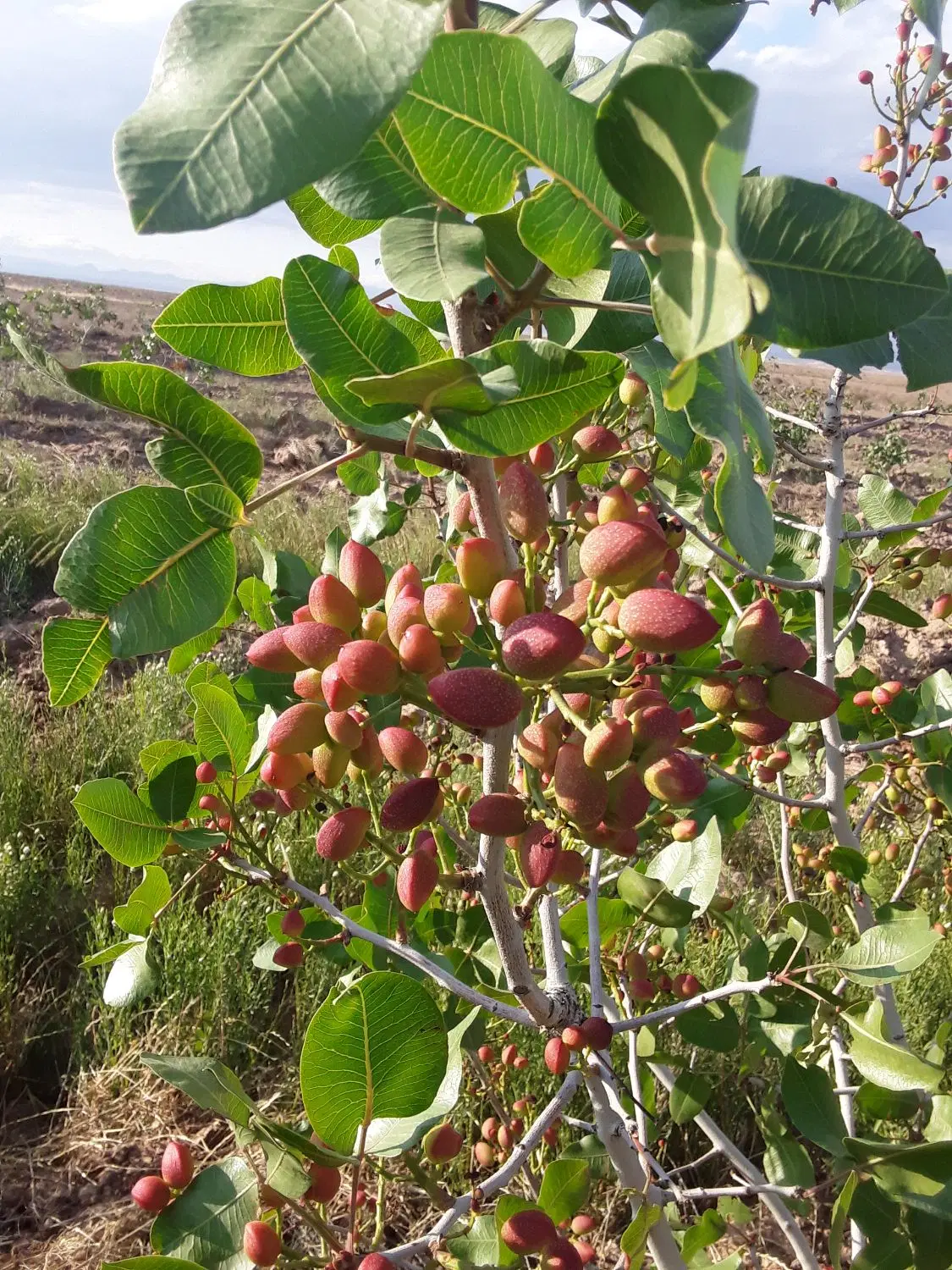 زمین نیلشهر