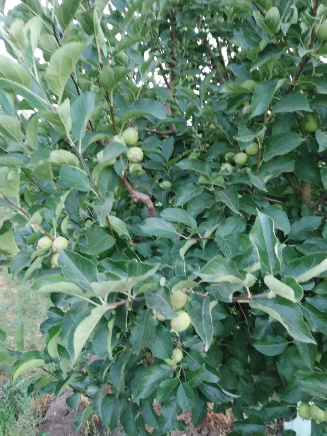 باغ سیب مرگور روستای هفت آباد 10000 متر