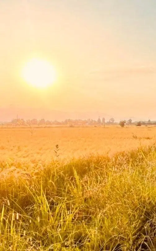 زمین زراعی در جفرود