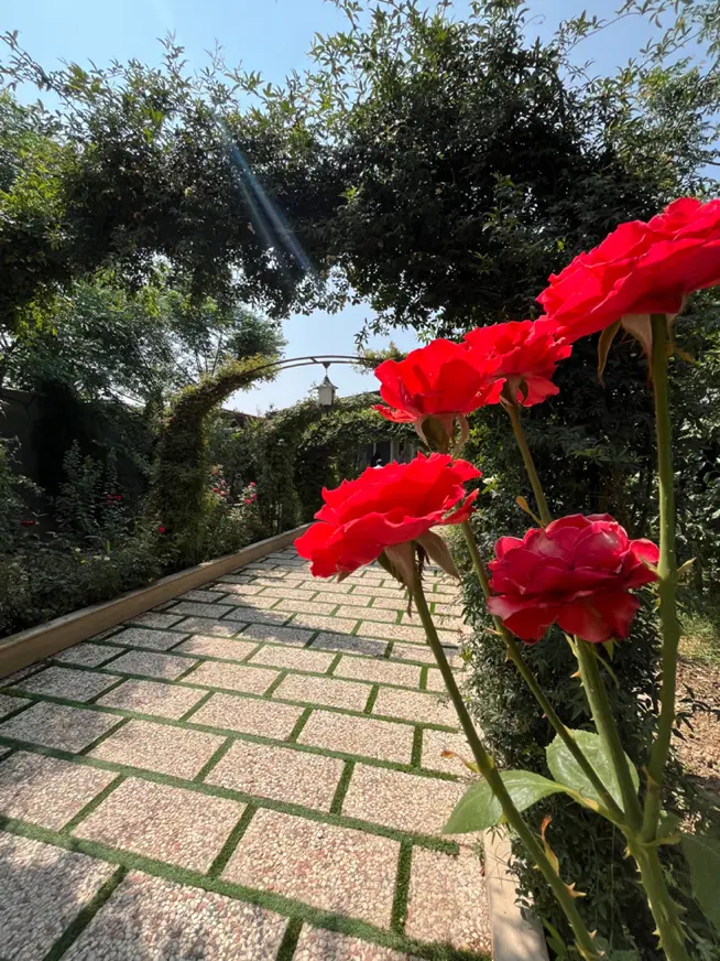 چهار دیواری باغی با سند تک برگ