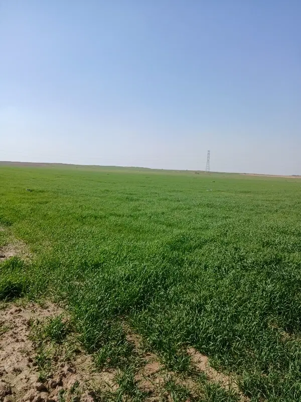 اجاره زمین کشت شلتوک