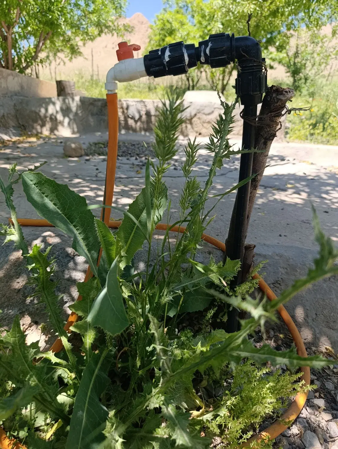 باغ جاده روانسر