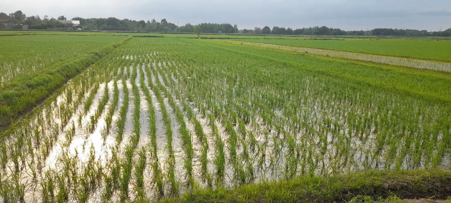 زمین زراعی خوش قیمت