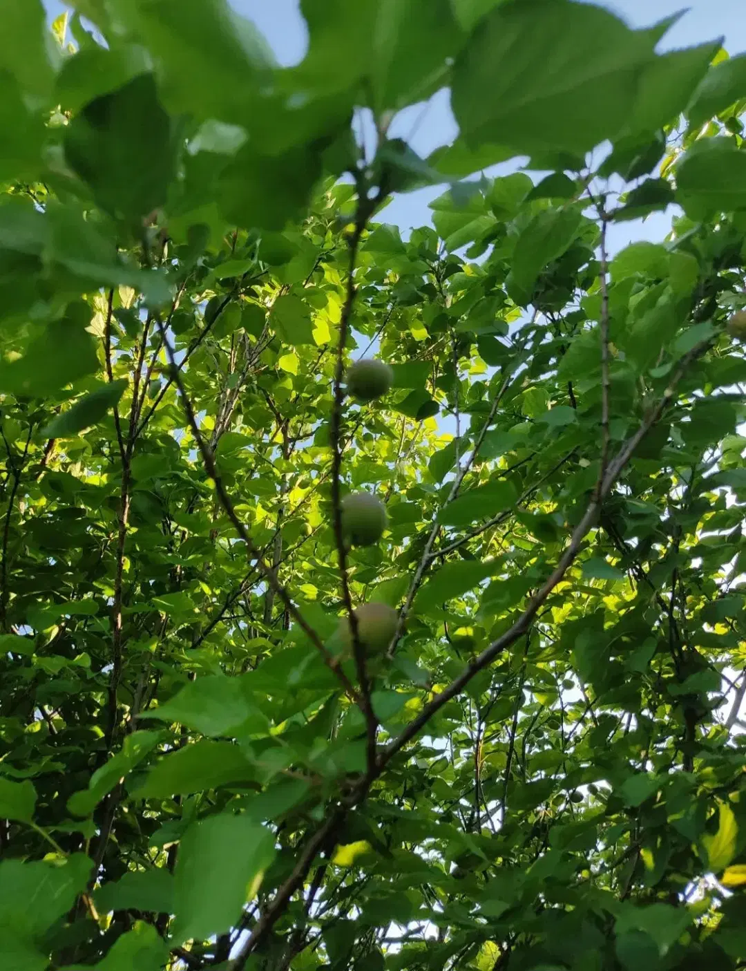 باغچه جای عالی قلعه سید.