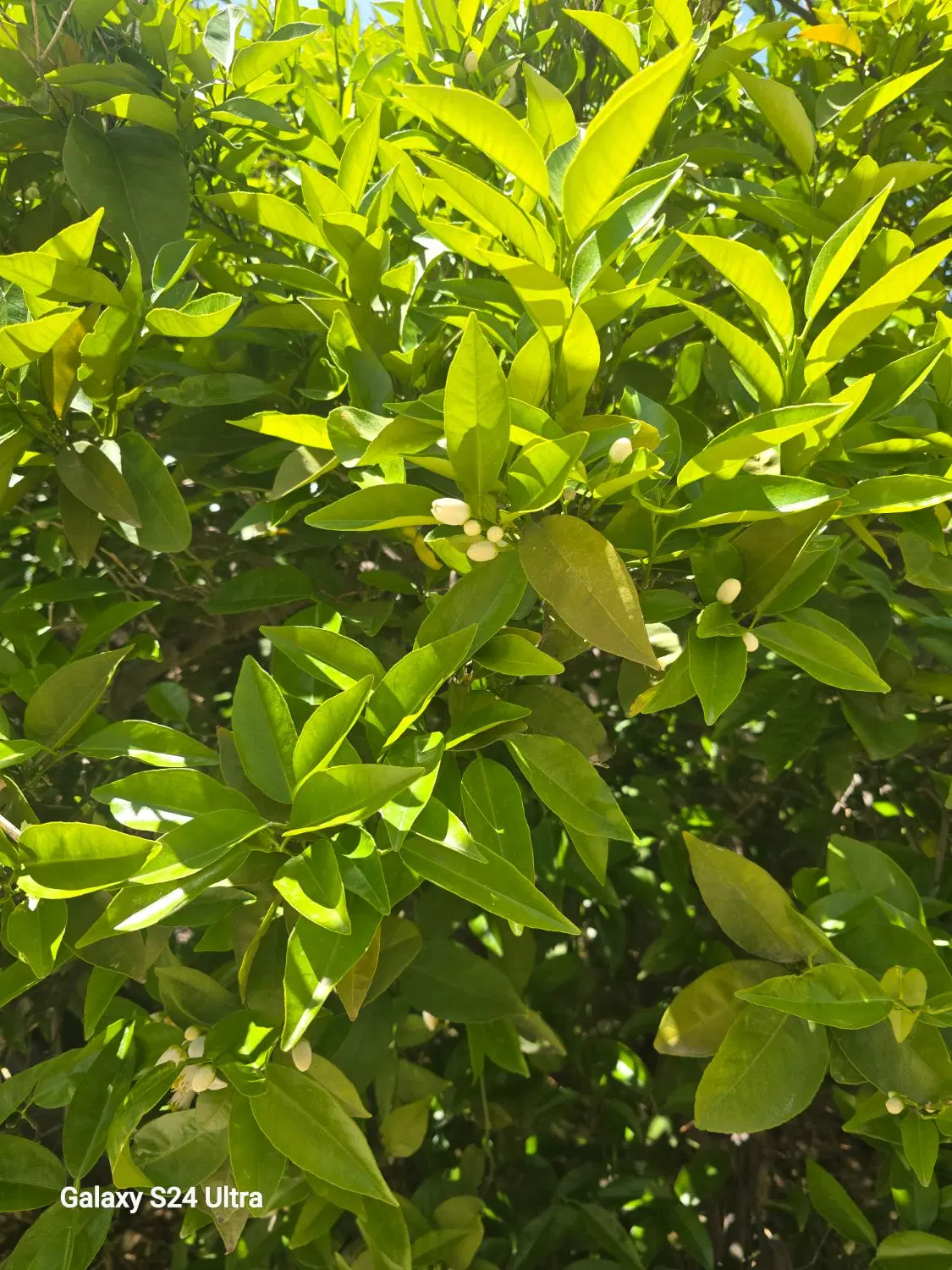 فروش زمین باغ خونه زنیان
