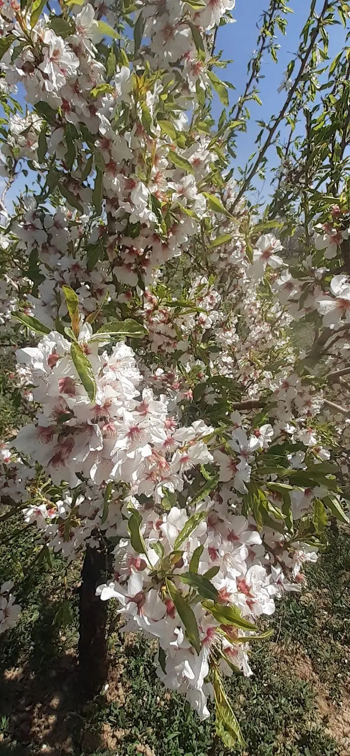 باغ انگور و میوه