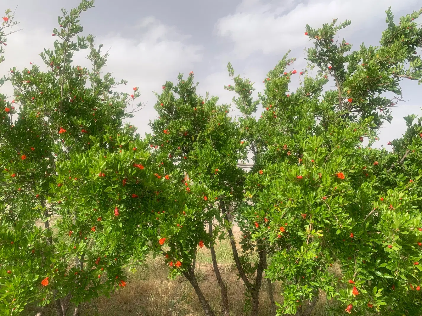 ۵۰قصب باغ ثمری