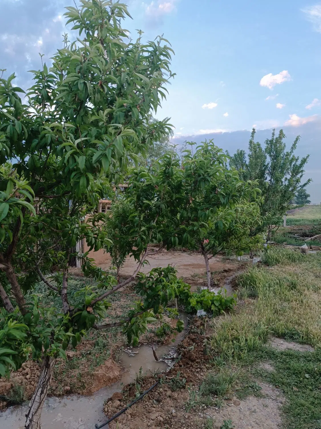 باغچه۵۰۰متری فنس آب قانونی