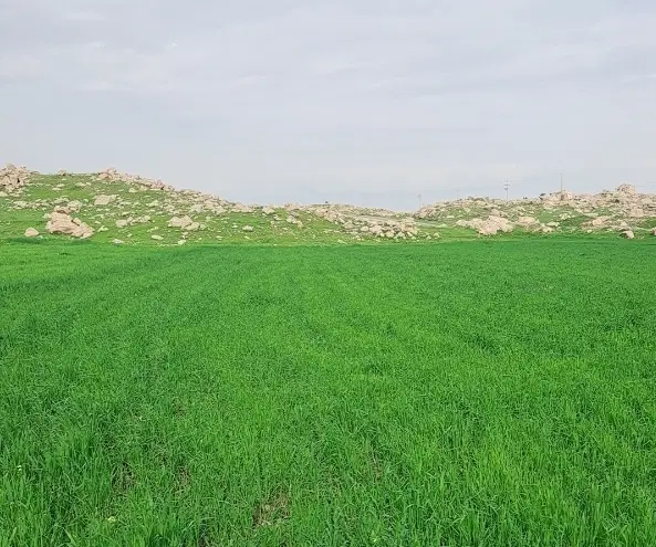 زمین