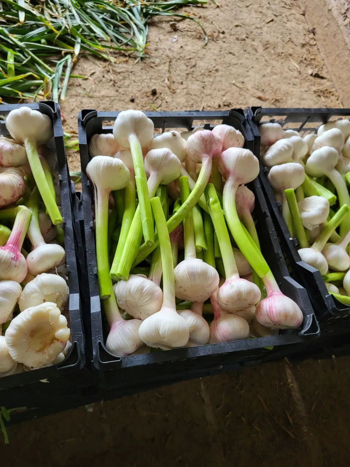 اجاره ۱_۴ هکتار زمین برای سیر