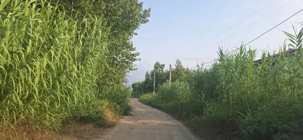 ۳۰۰ متر زمین باغ در جاده چمخاله