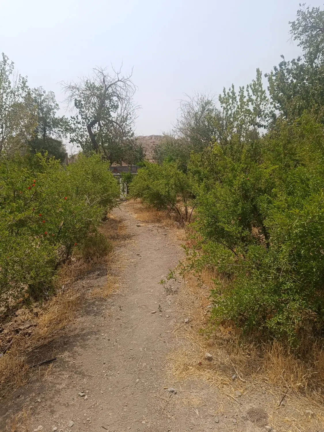 باغچه 2300 متری جای دنج و خوب