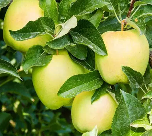 اجاره باغ پربار سیب زرد و قرمز