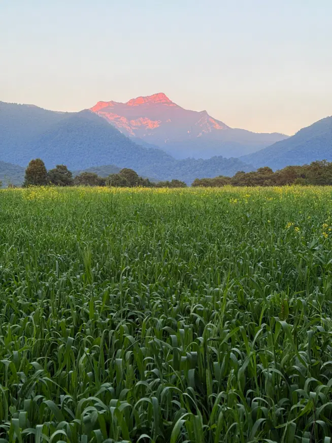 فروش دو قطعه زمین باغی کشاورزی در روستای کردآباد
