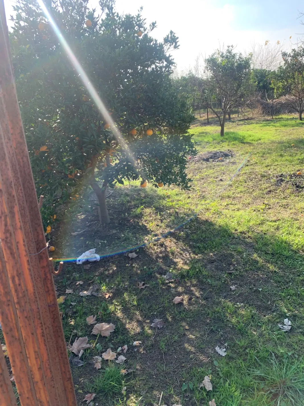 زمین ب مساحت ۲۴۰ شهرستان کیاکلا