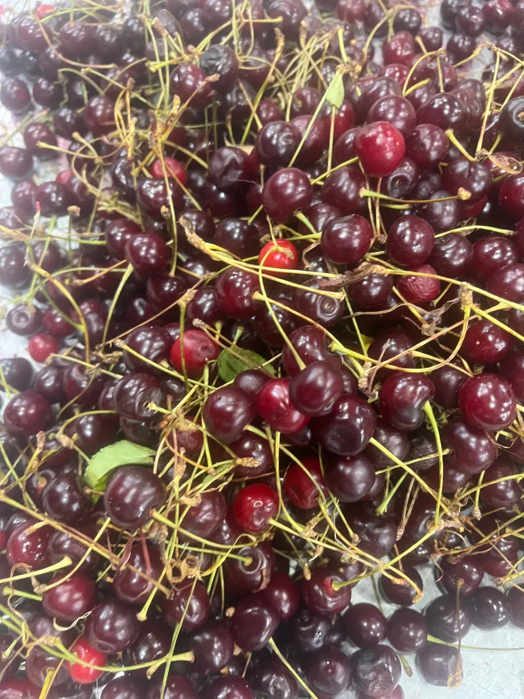 باغ زمین ماهان