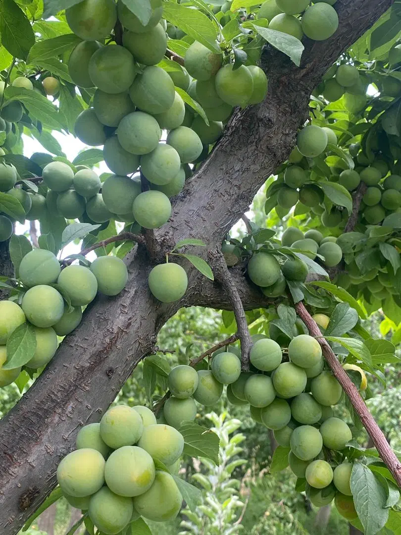 باغ گیلاس