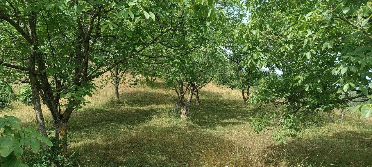 زمین فروشی باغی در شمال