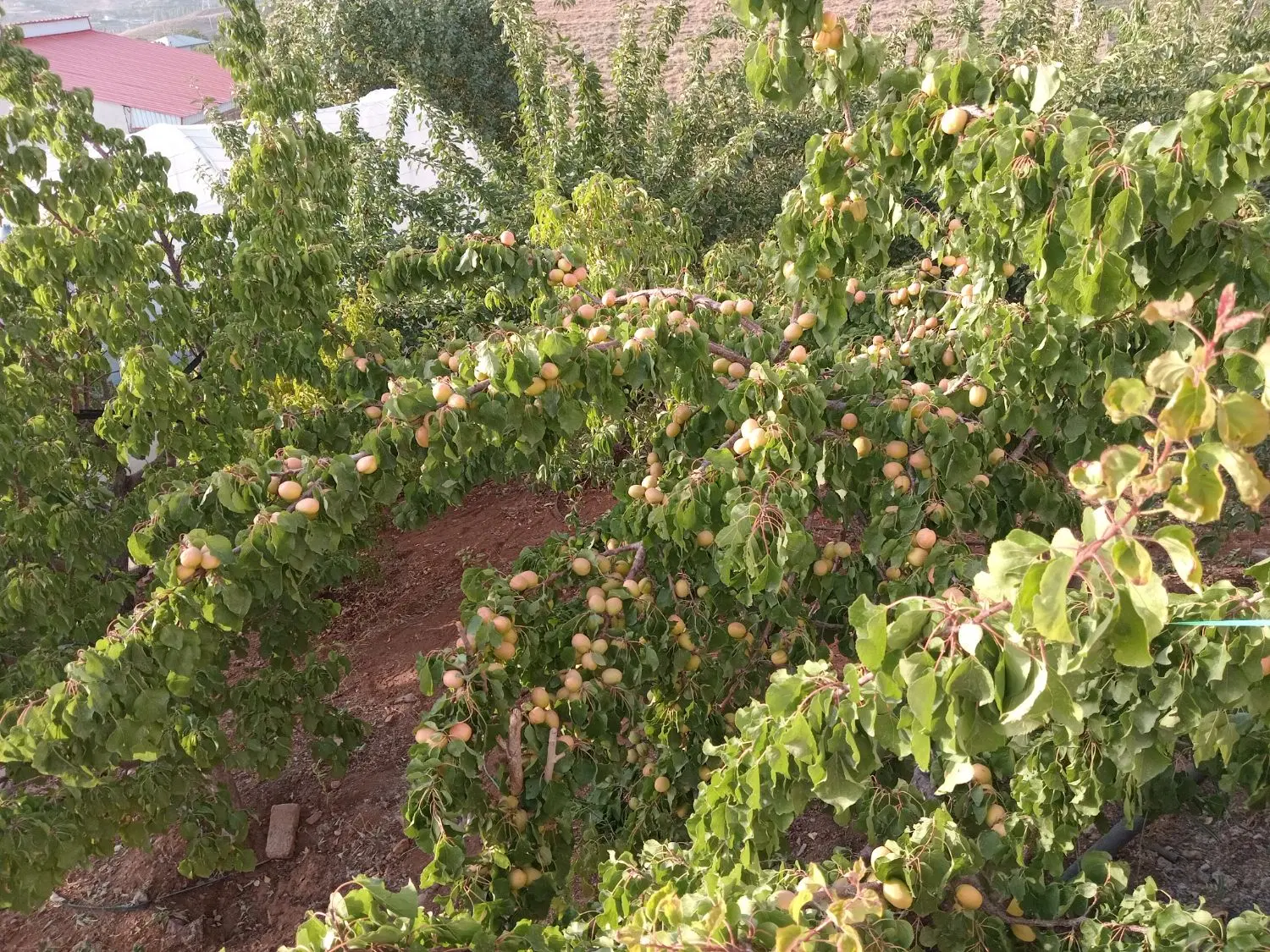 فروش ویلا باغ