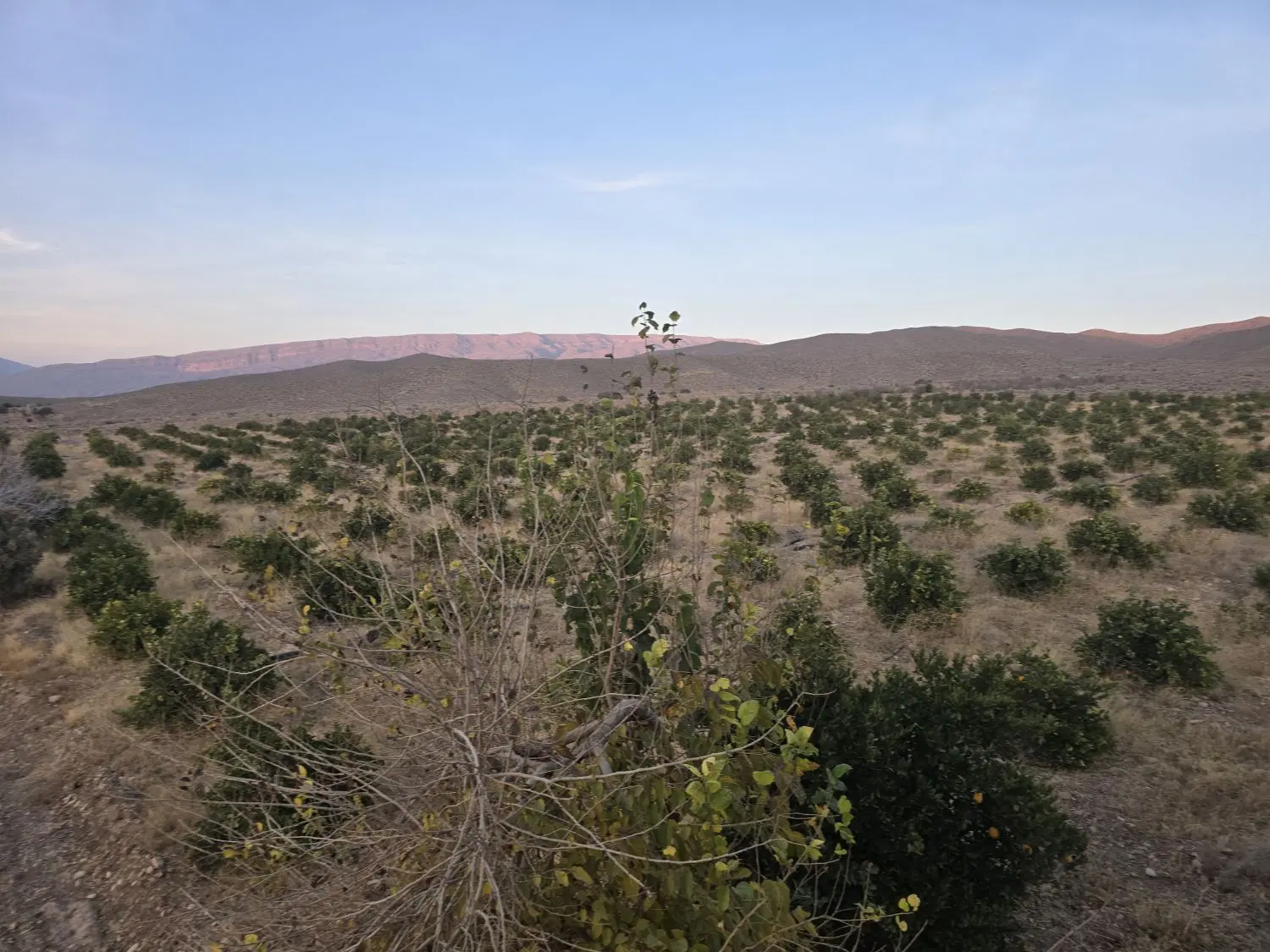 فروش دو هکتار باغ زرجان