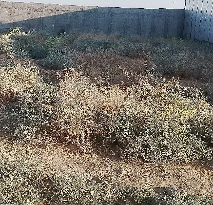 اجاره زمین کشاورزی  قرعلیوند