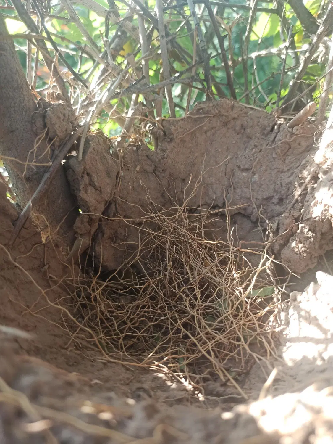 فروش باغ روستای فرخک
