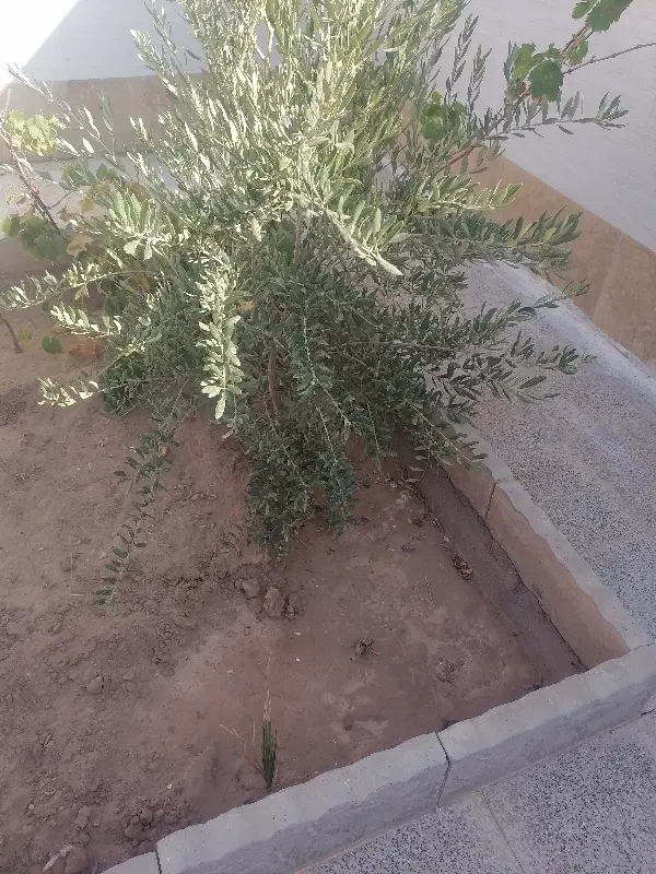 زمین مسکونی