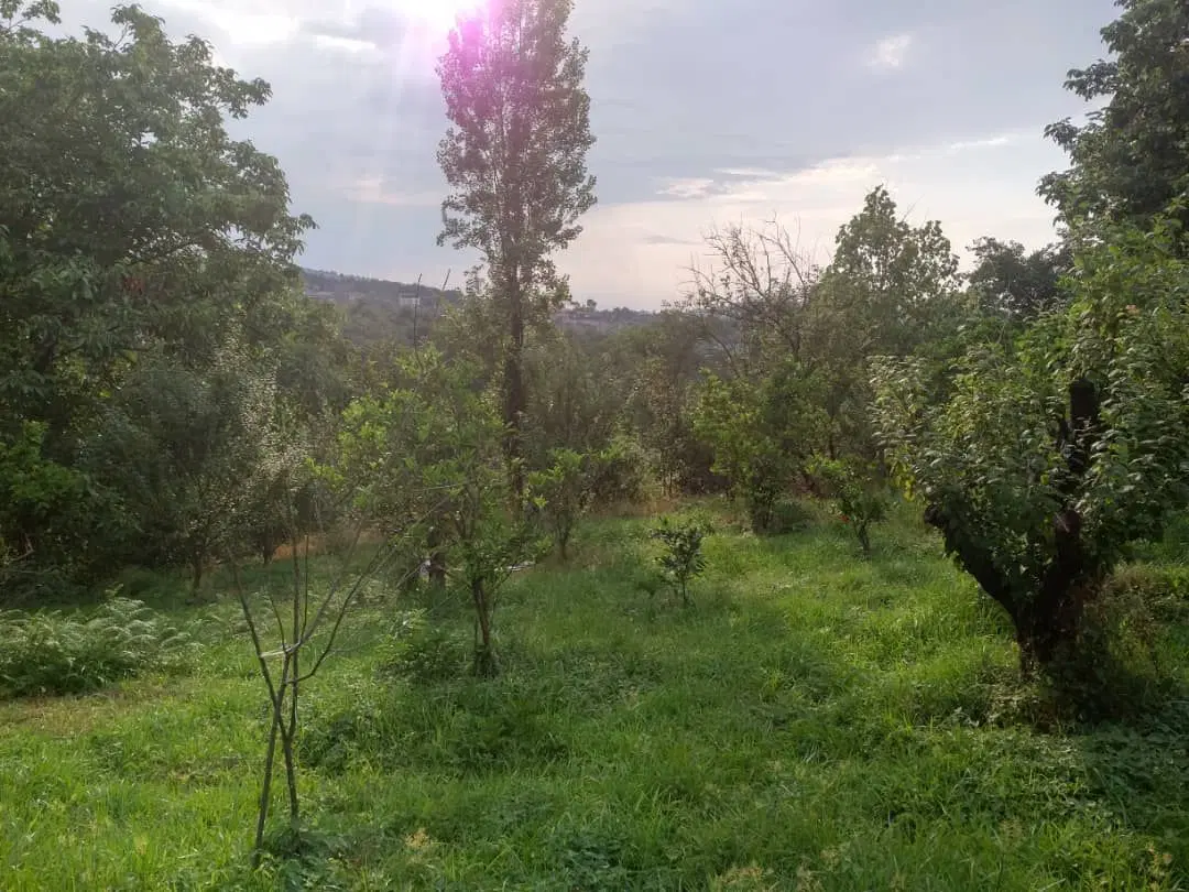 باغ متراژ۲۴۴۵ مترمربع در کبریاکلا از توابع بابل