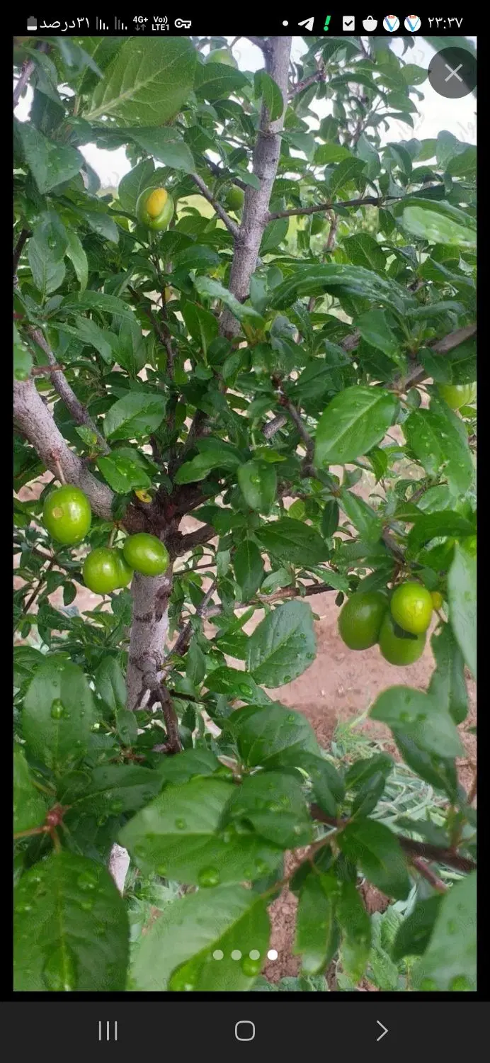 زمین ۱۰۰۰ متری مناسب باغ