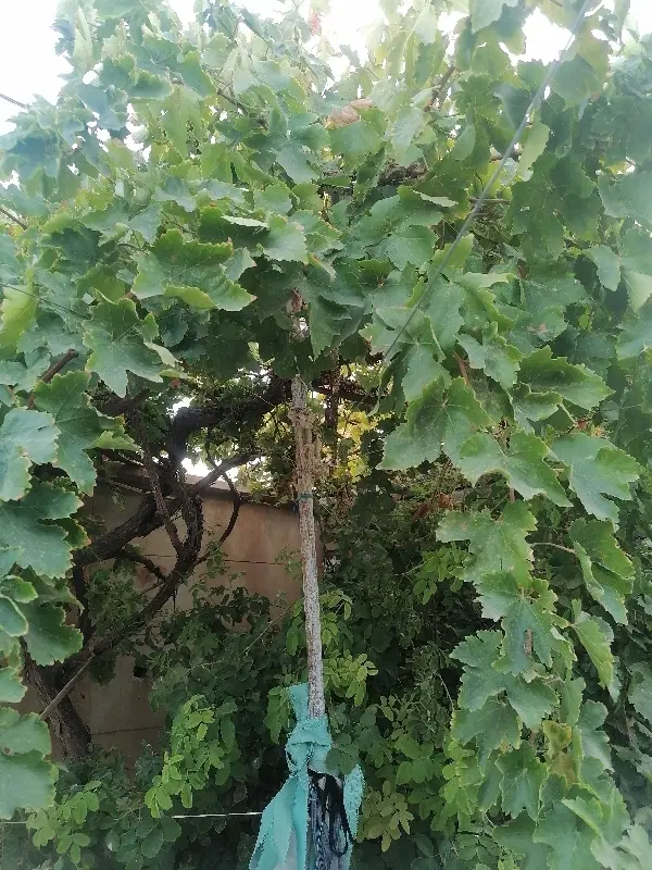 ی قطعه زمین کشاورزی