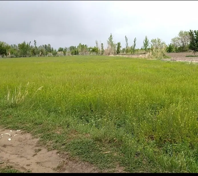 زمین زراعی ۱۰۰۰ متر روستای قرابغلو