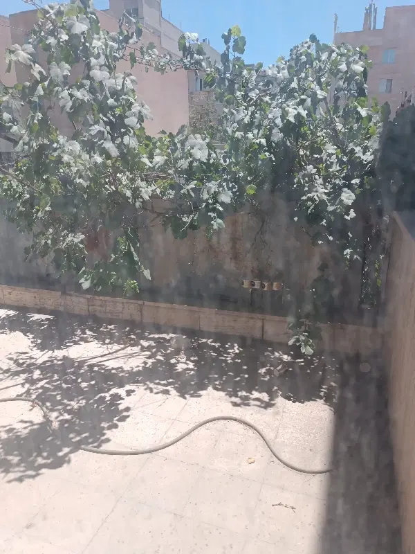 همخونه